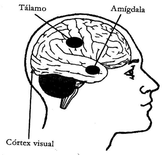 Actitudes: Tipos y proceso de formación. 