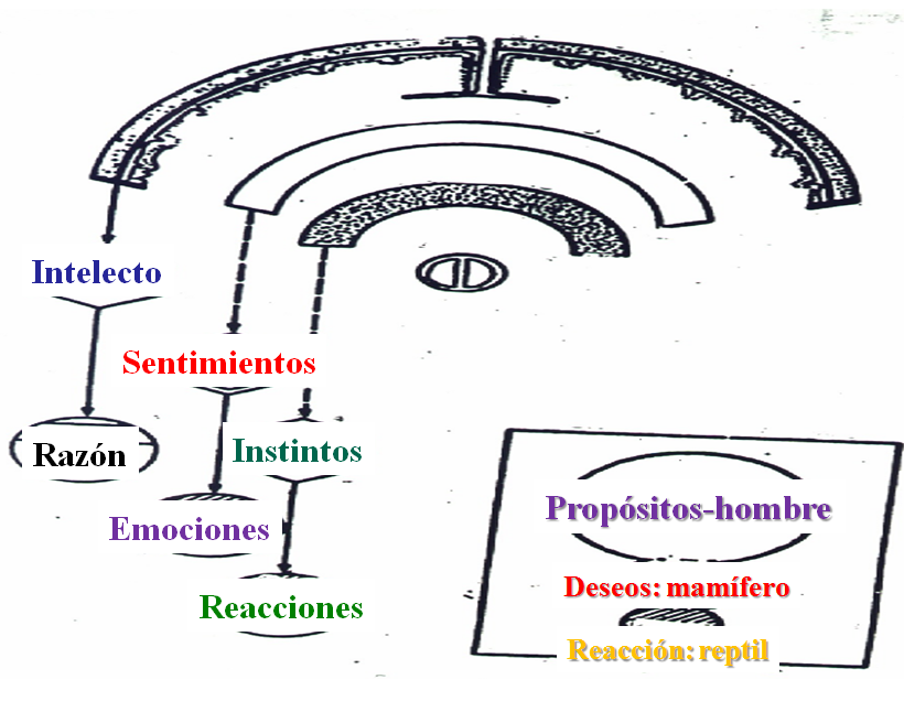 Actitudes: Tipos y proceso de formación. 