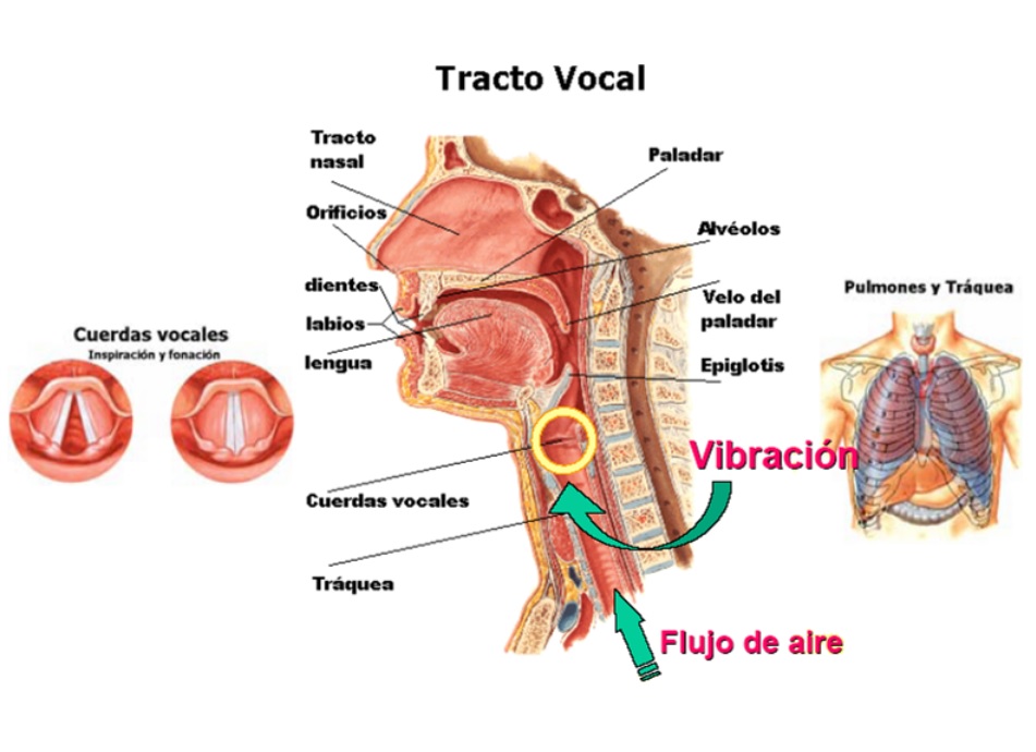 EL APARATO FONADOR