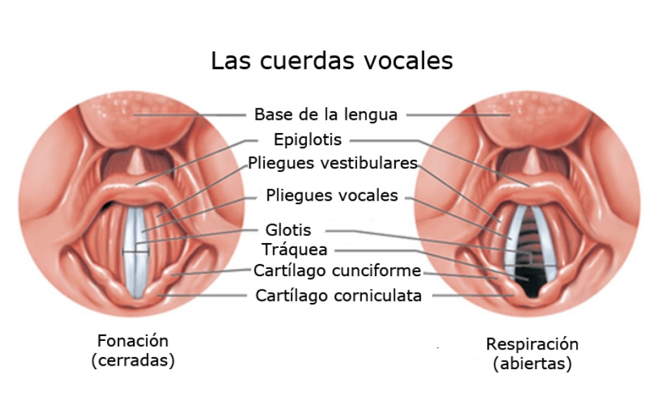 EL APARATO FONADOR