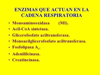 Comprende la acción de las enzimas en la cadena respiratoria, fermentativa y de los antimicrobianos.	