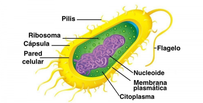 Describe las características, patogenicidad, vías de transmisión y prevención. Vibrio, Brucella, Pseudomona y Listeria.