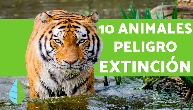 Especies animales en peligro de extinción: aves, mamíferos y reptiles; especies de flora silvestre en vías de extinción.