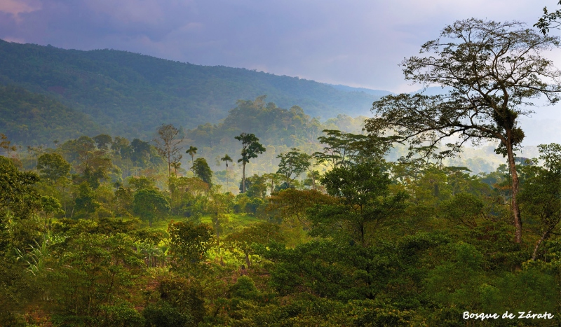 Zona Reservada, Bosque de protección, Reserva Comunal, Reserva Paisajística, Coto de Caza