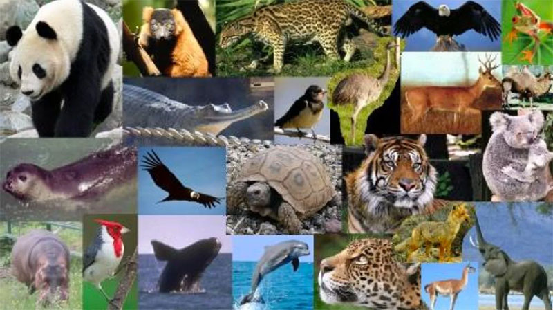 Proporcionar información a los estudiantes de los recursos de flora y fauna, de ecosistemas de ceja de Selva.