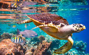 Convenios sobre la protección de la biodiversidad de flora y fauna. Conocerán algunas entidades públicas y privadas encargadas de velar por la protección de las especies bióticas. Reservas Nacionales, parques zonales, Museos, zoo criaderos , viveros etc