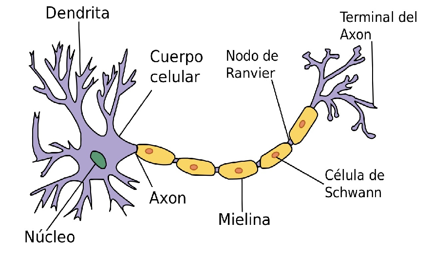 La Neurona: - Definición - Estructura 